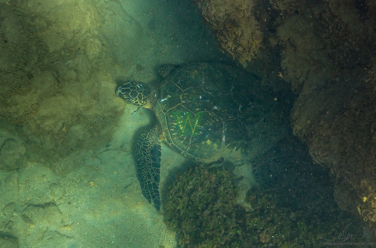 Hanalei - 12/23/20