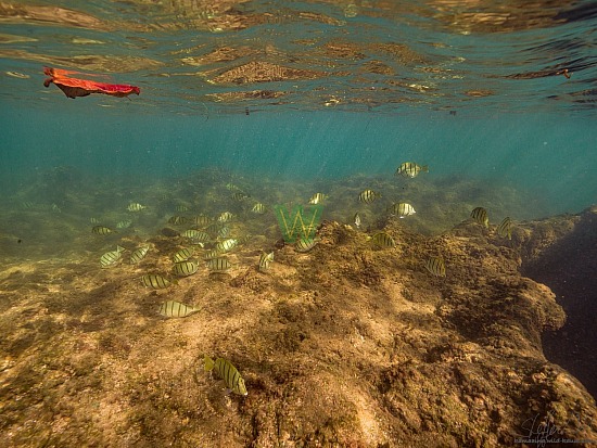 abudefduf abdominalis, fish, hanalei, hawaiian sergeant, kauai, mamo, ocean, photography, under water, unterwasser, 12/23/20