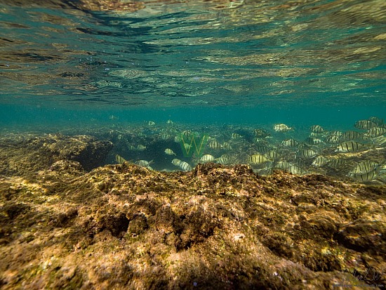 abudefduf abdominalis, fish, hanalei, hawaiian sergeant, kauai, mamo, ocean, photography, under water, unterwasser, 12/23/20