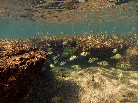 abudefduf abdominalis, fish, hanalei, hawaiian sergeant, kauai, mamo, ocean, photography, under water, unterwasser, 12/23/20