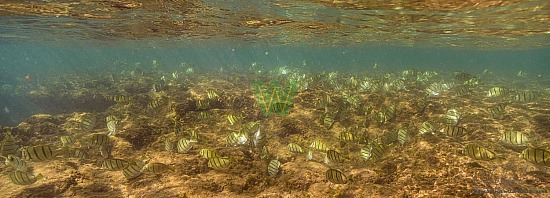 abudefduf abdominalis, fish, hanalei, hawaiian sergeant, kauai, mamo, ocean, photography, under water, unterwasser, 12/23/20