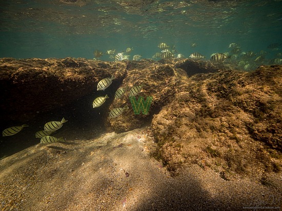 abudefduf abdominalis, fish, hanalei, hawaiian sergeant, kauai, mamo, ocean, photography, under water, unterwasser, 12/23/20