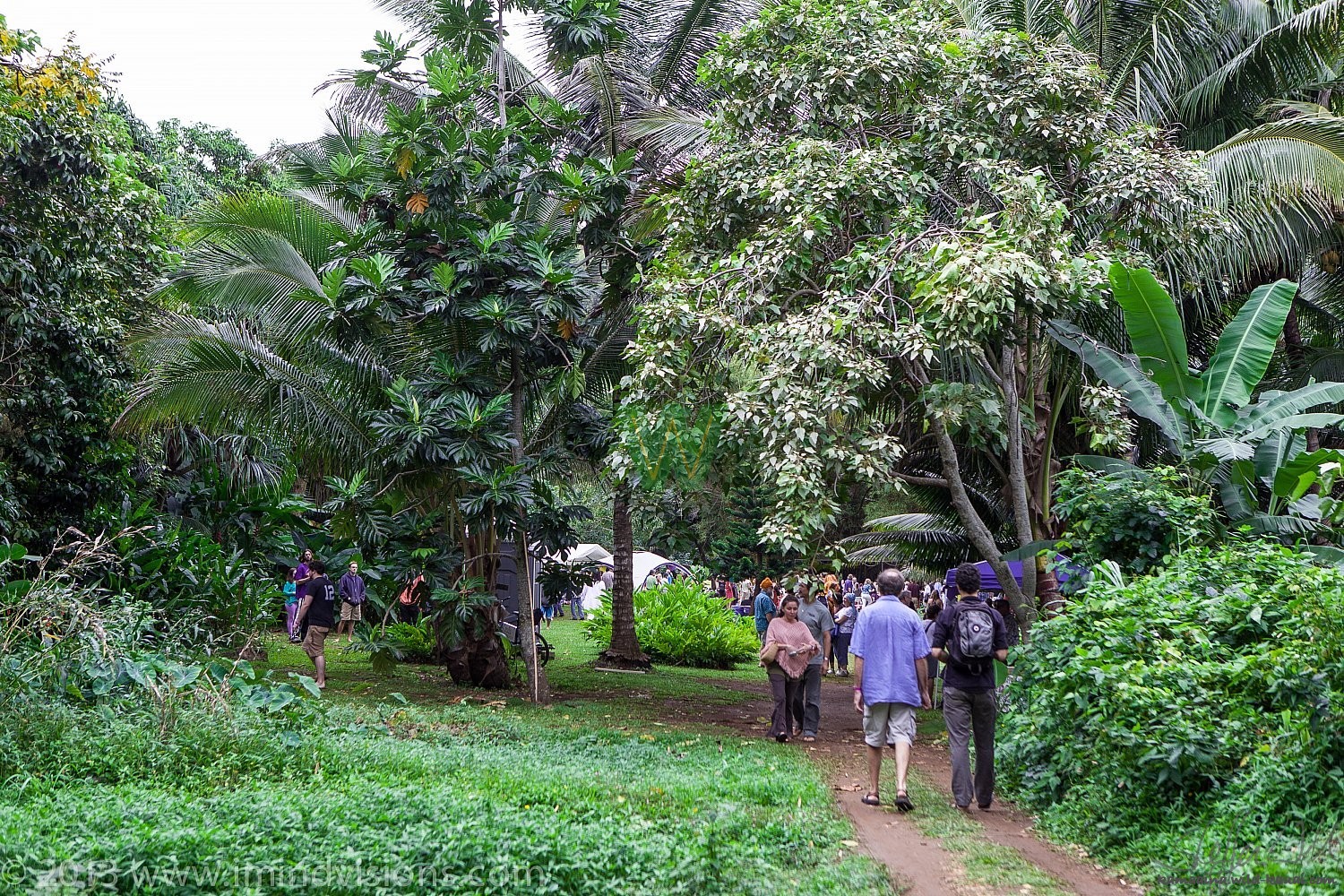 Taro Patch, New Year 2013