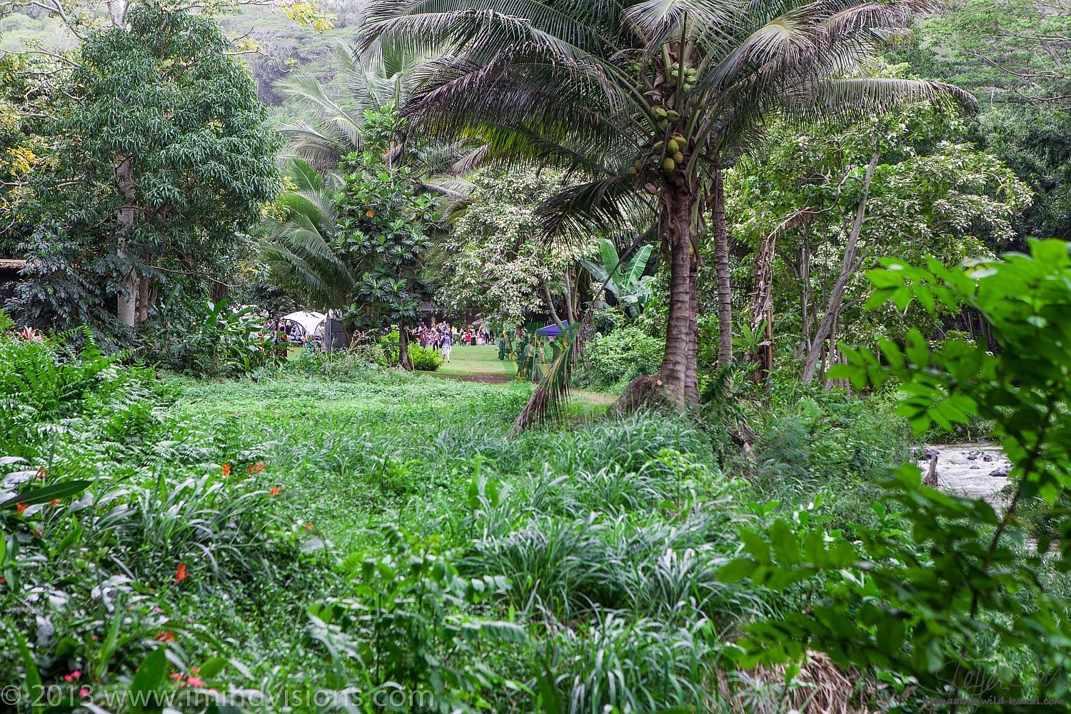 Taro Patch, New Year 2013