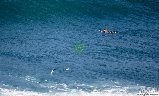 birds, ocean, pila'a, pilaa, surf, surfer, surfing, wave, waves, 01/17/21