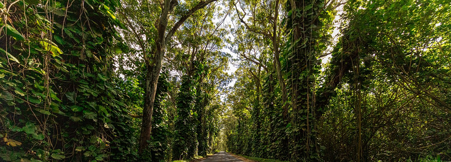 Tree Tunnel | wildKauai_treetunnel_9000x3240_webSize.jpg