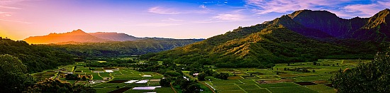 Morning Over Taro Fields