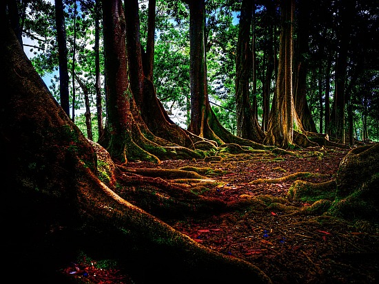 Magic Rudraksha Forest