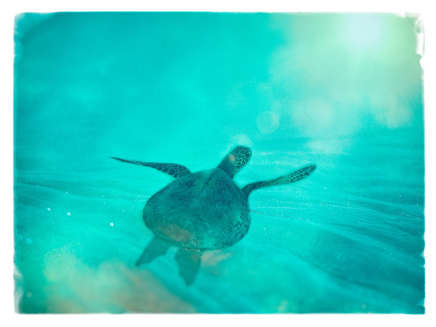 Honu Ascension | honuAscention.jpg